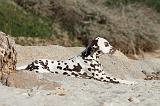 DALMATIEN 142